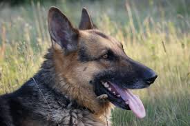 10 problemas de salud comunes en perros y cómo prevenirlos