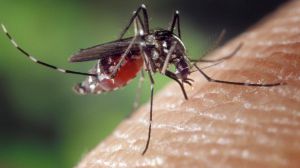 El mosquito tigre permanece gran parte del año en Granada y Málaga
