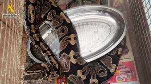 Incautados 32 animales potencialmente peligrosos en una vivienda de Gran Canaria