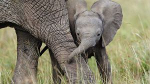 Las tres especies de elefantes que existen en la senda de la extinción por la pérdida de hábitats y el tráfico ilegal de marfil