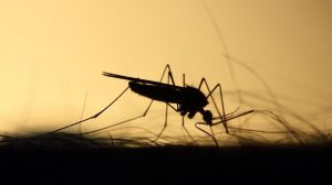 Los españoles ante el gran desafío de las enfermedades tropicales
