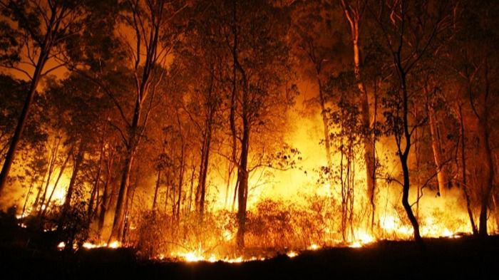 Los cambios climáticos expandieron las condiciones para generar incendios forestales sin precedentes