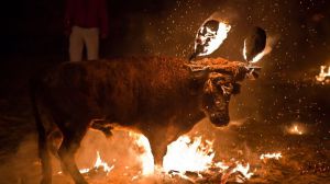 Un juzgado estima la solicitud de suspensión de la celebración del Toro Júbilo de Medinaceli