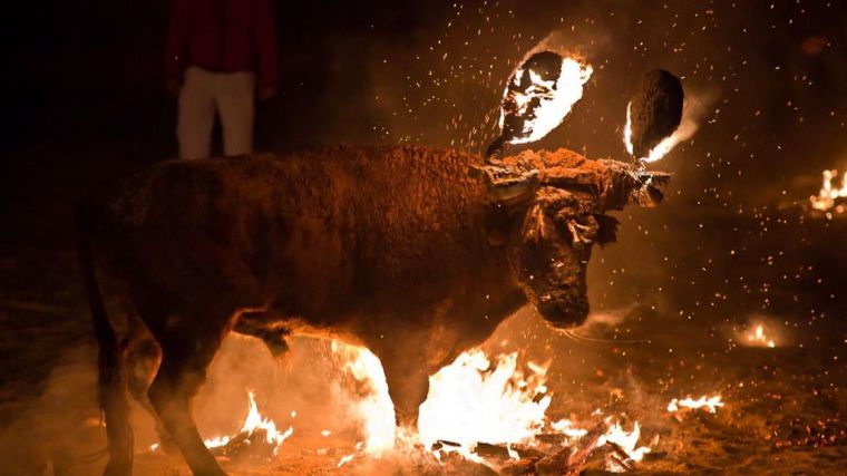 Un juzgado estima la solicitud de suspensión de la celebración del Toro Júbilo de Medinaceli