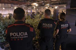 Mossos desmantelan plantaciones de marihuana y arrestan a cinco en operación internacional