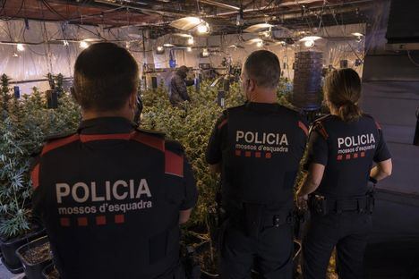 Mossos desmantelan plantaciones de marihuana y arrestan a cinco en operación internacional