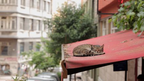 Kedi (Gatos de Estambul)