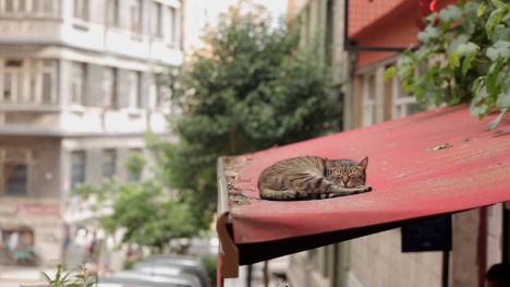 Kedi (Gatos de Estambul)