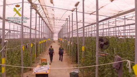 Descubren 41.000 plantas de marihuana en un invernadero en Almería
