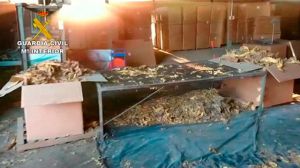 La Guardia Civil realiza la mayor aprehensión de hojas de tabaco de Europa con la incautación de 250 toneladas