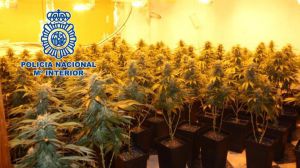 La Policía Nacional desmantela tres plantaciones indoor de marihuana en Málaga