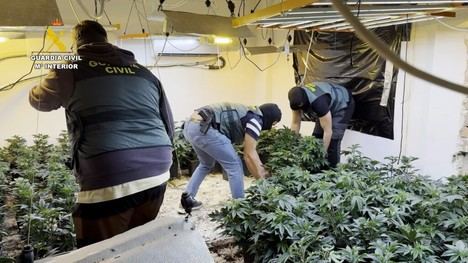 Desmantelan red de tráfico de marihuana con 35 detenidos y miles de plantas incautadas