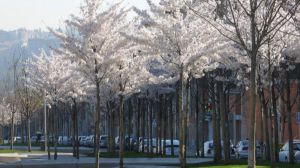 Más árboles en grandes ciudades evitarían cientos de muertes prematuras al año