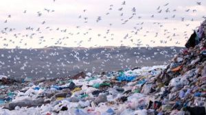 Alianza Residuo Cero reclama al Gobierno que no ceda ante la industria del plástico