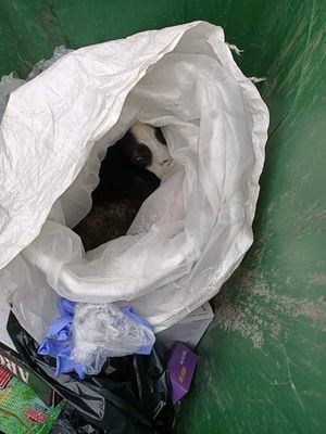 Rescatan a un perro en Fuenlabrada tras ser arrojado dentro de una bolsa a un contenedor