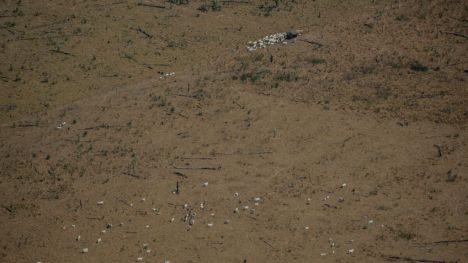 Un año desde el gran fuego que asoló la Amazonía