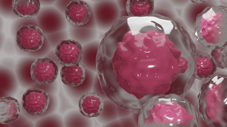 Científicos españoles y ucranianos colaboran en la creación de óvulos artificiales utilizando células madre