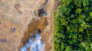 Más de 100 ONG unen fuerzas para evitar la deforestación importada en la UE