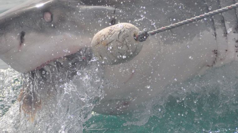 WWF exige al MAPA que aclare las capturas españolas del amenazado tiburón marrajo