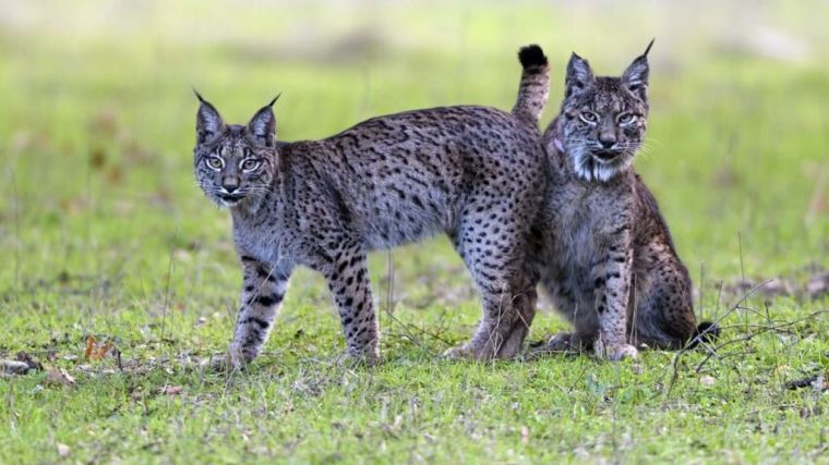 Dehesa, el bosque del lince ibérico