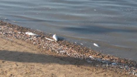 12 de octubre de 2020: Aniversario mortalidad masiva de peces en el Mar Menor