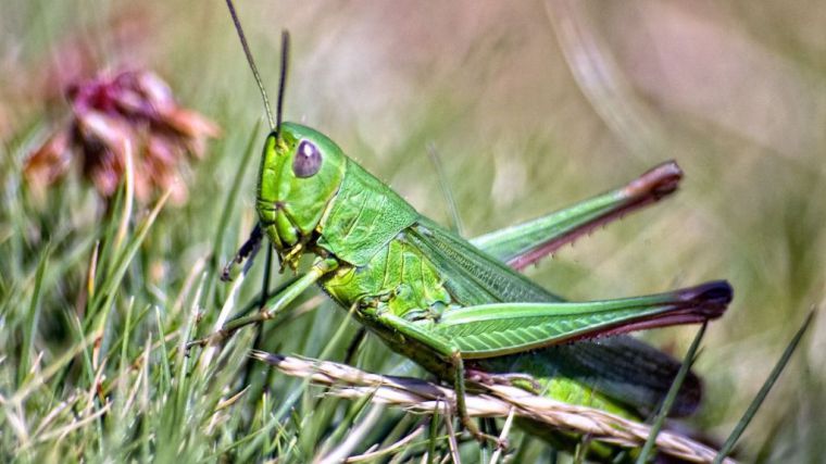 Ecologistas en Acción y la Asociación Española de Entomología presentan la campaña 'Sin insectos no hay vida'