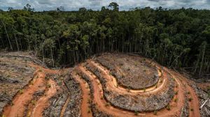 Un millón de personas piden en la campaña 'No te comas el bosque' una ley europea contra la deforestación