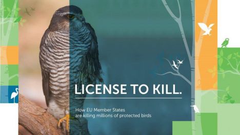 Los Estados Miembros de la UE son responsables de la muerte de más de 14 millones de aves