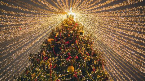 Luces navideñas y biodiversidad