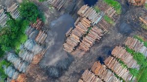La deforestación sigue desenfrenada en los trópicos y subtrópicos
