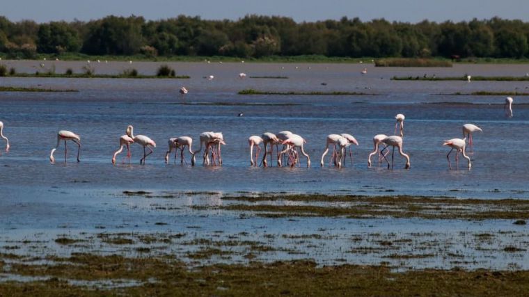 La amenaza se cierne sobre uno de los humedales más importantes del planeta