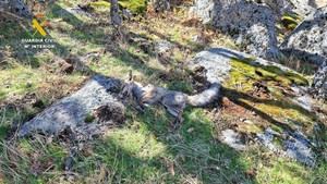 62 detenidos en campaña contra caza ilegal y uso de veneno en España