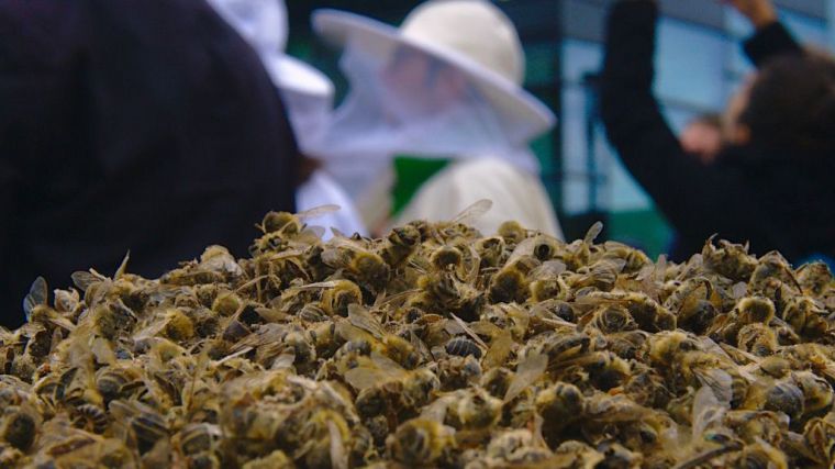 ¡Salvemos a las abejas y los agricultores¡