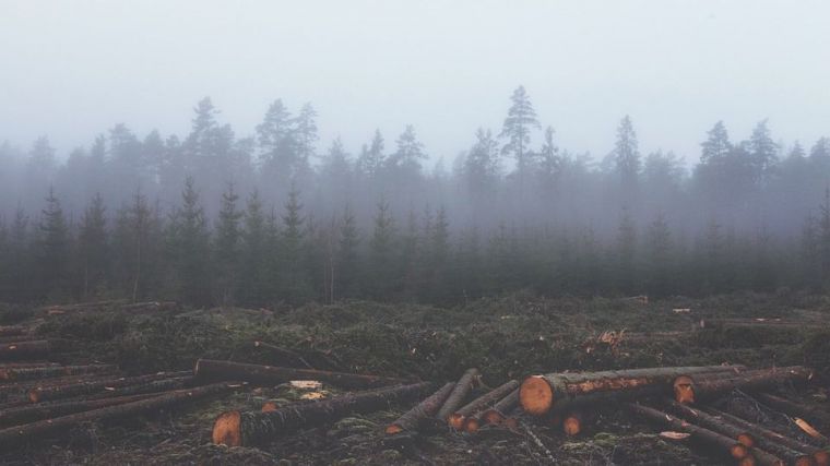 La deforestación de la Amazonia favorece la proliferación de bacterias resistentes a los antibióticos