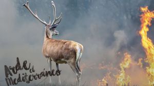 Incendios forestales: ¿Transformar el paisaje para que sea menos inflamable?