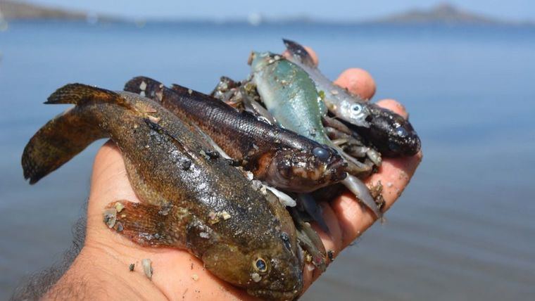 Mar Menor: Una realidad de crisis ambiental profunda