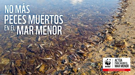 La fauna ha desaparecido de los fondos profundos del Mar Menor