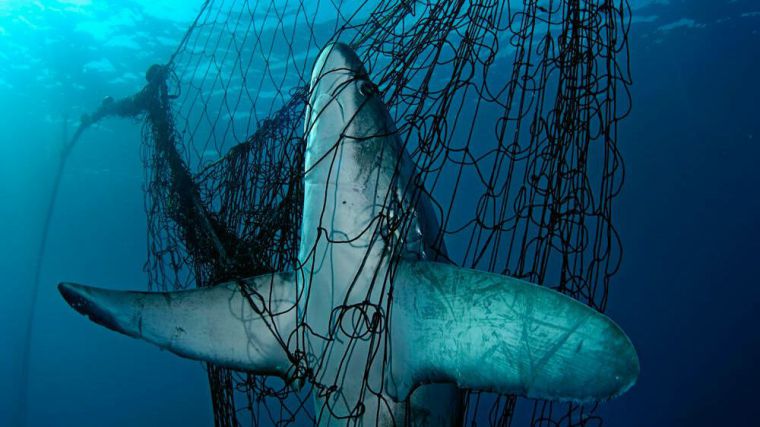 Más de un tercio de los tiburones y rayas están al borde de la extinción