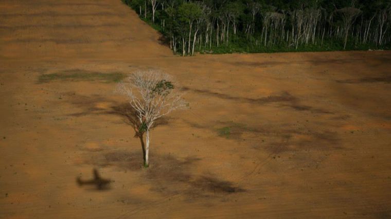 La sociedad civil se moviliza para frenar la deforestación inducida por la importación de soja para la ganadería industrial