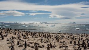 Un "refugio climático" en el remoto mar de Weddell