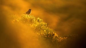 BirdLife intenta convencer a los gobiernos a comprometerse por la naturaleza y los derechos humanos