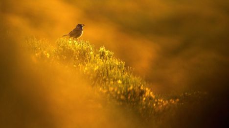 BirdLife intenta convencer a los gobiernos a comprometerse por la naturaleza y los derechos humanos