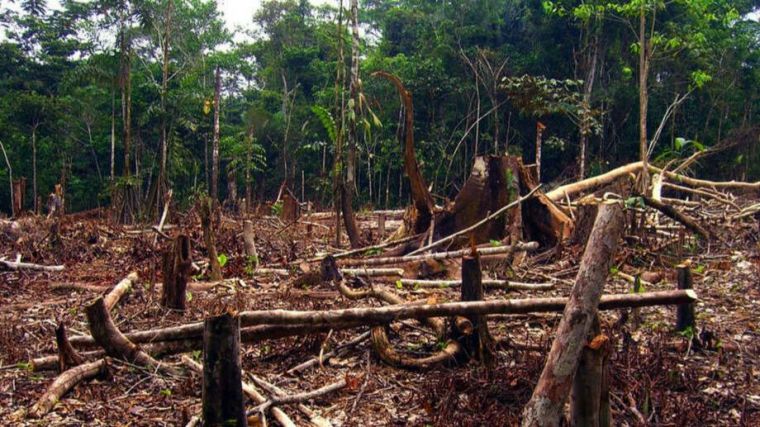 Organizaciones ecologistas denuncian presión de la industria para debilitar la ley europea contra la deforestación