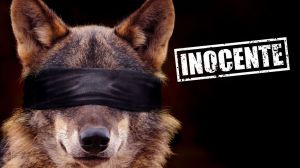 Rechazo a la Proposición de Ley presentada por el PP para "desproteger y cazar al lobo ibérico"