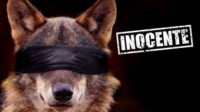 Rechazo a la Proposición de Ley presentada por el PP para 'desproteger y cazar al lobo ibérico'