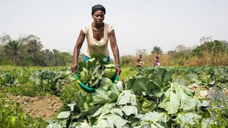 Igualar a la mujer en los sistemas agroalimentarios reduciría el hambre, estimularía la economía y ayudaría a luchar contra el cambio climático