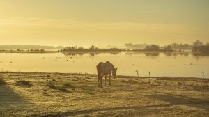 Plan de la Fresa bajo la lupa: Se permitirá extraer agua de Doñana