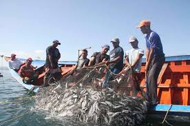 El calentamiento global acabará con un 20% de la pesca mundial