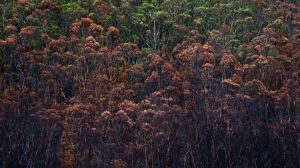 OMM: Se espera que El Niño dure al menos hasta abril de 2024