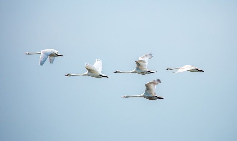 Aumento de la gripe aviar en áreas con alta concentración de aves en Europa y EE. UU
